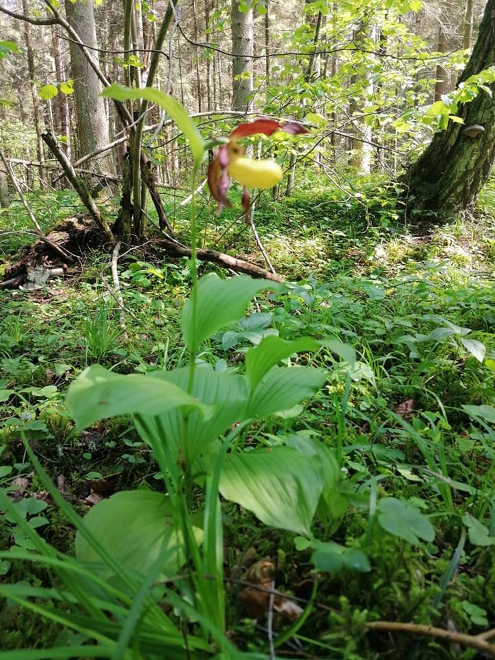 Dzūkijoje pražydo lietuviška orchidėja