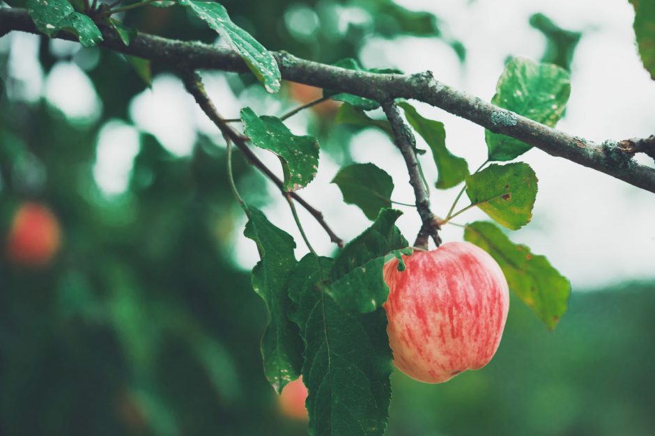 Receptai iš rudens gėrybių: gardūs patiekalai iš obuolių ir kriaušių