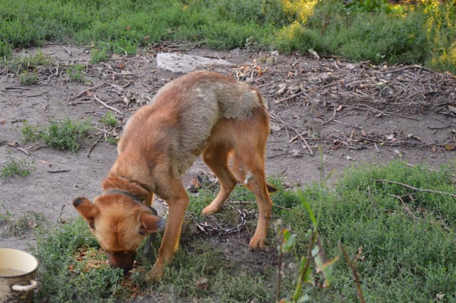 Šunų pragaras Marijampolėje: mėtėsi nustipusių šunelių palaikai, nudirti kailiai 