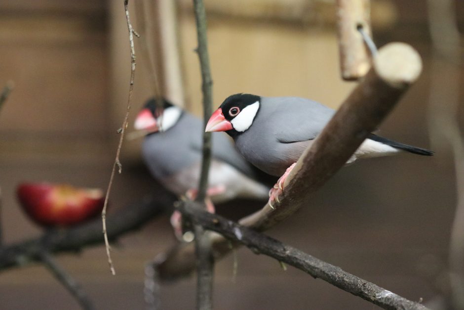 Tylus miškas: lemiamas momentas dėl pietryčių Azijos paukščių giesmininkų išnykimo