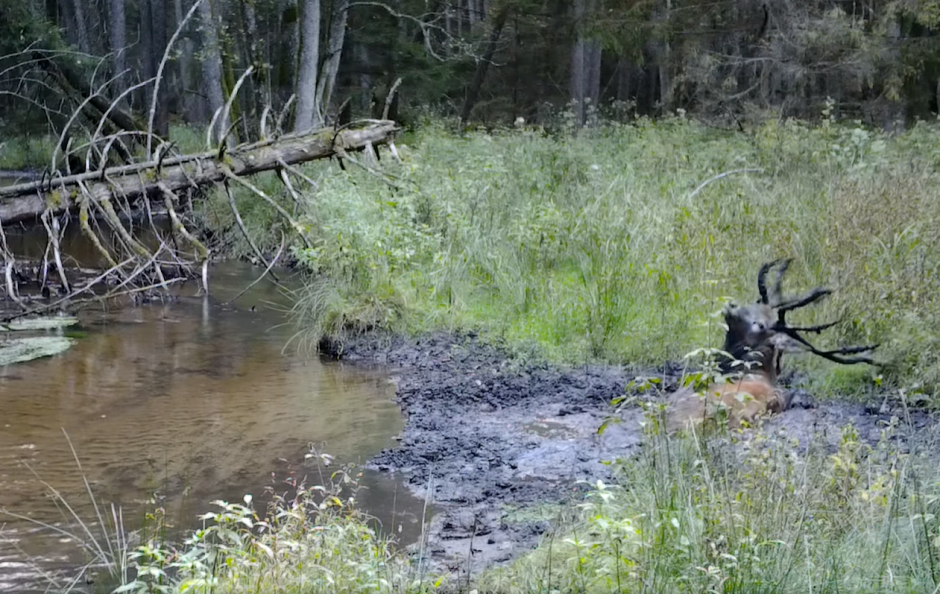 Internautus sužavėjo purve maudynes surengęs elnias (vaizdo įrašas)