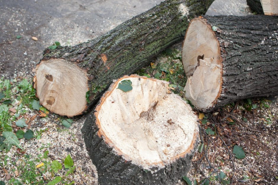 Pjaunamas medis mirtinai sužalojo pasvalietį