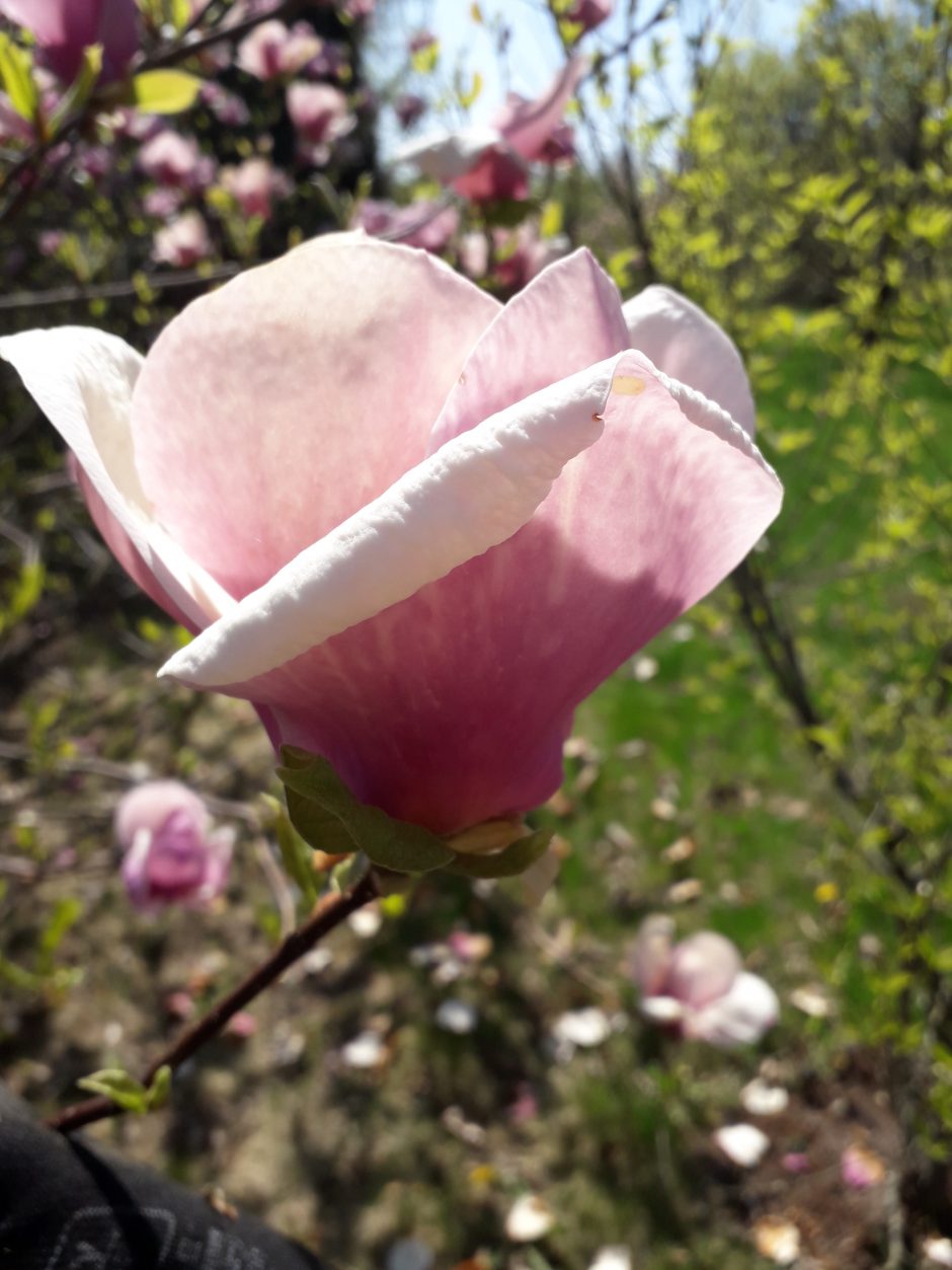 Dubravos arboretume skleidžiasi magnolijų žiedai