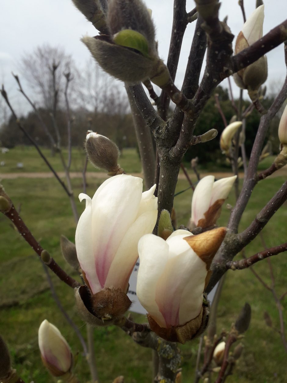 Dubravos arboretume skleidžiasi magnolijų žiedai