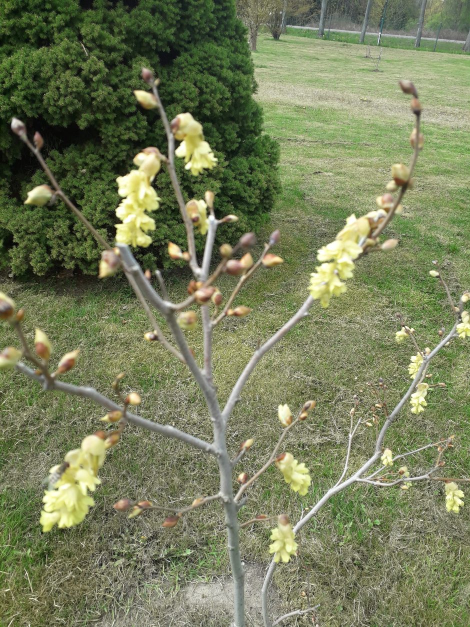 Dubravos arboretume skleidžiasi magnolijų žiedai