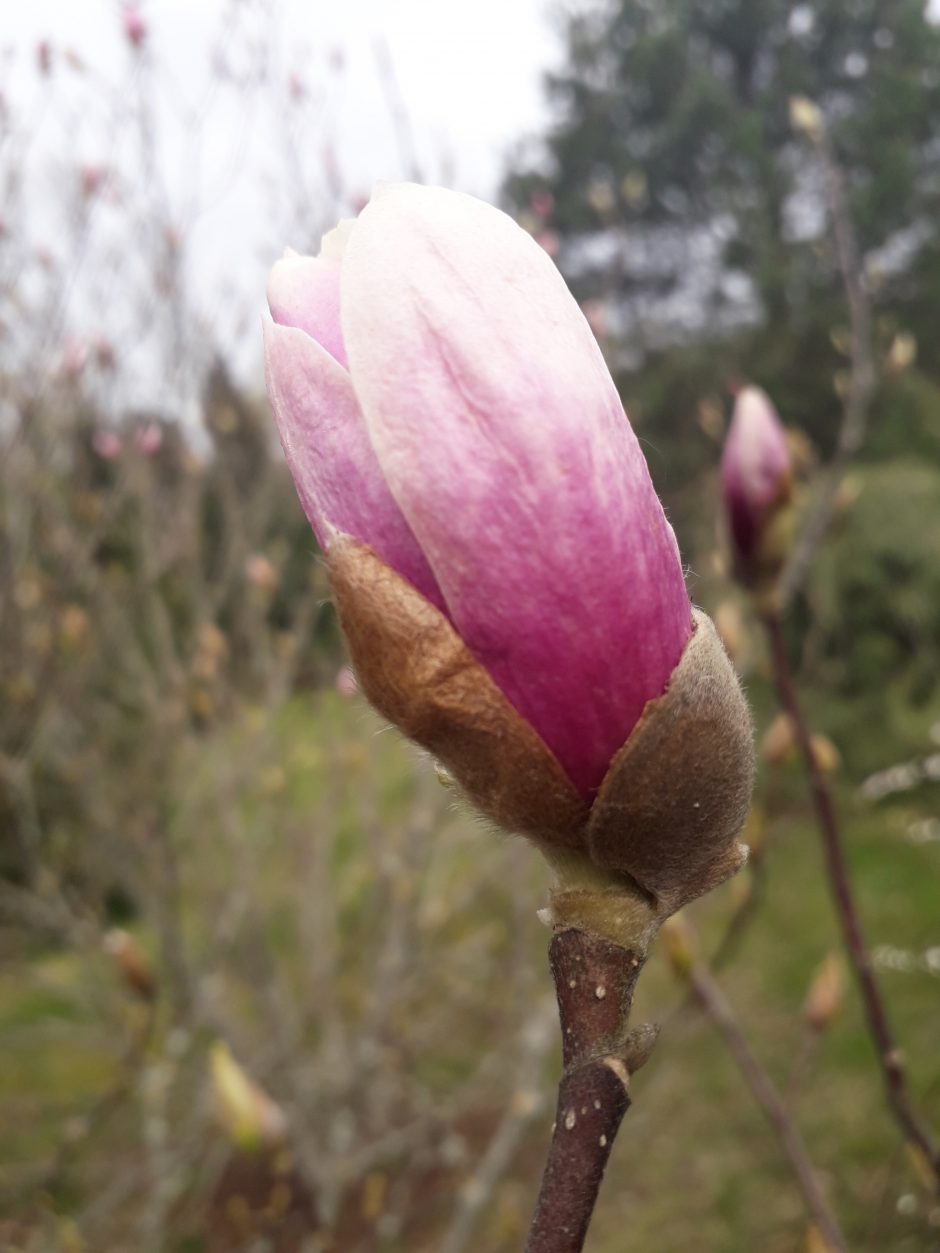 Dubravos arboretume skleidžiasi magnolijų žiedai