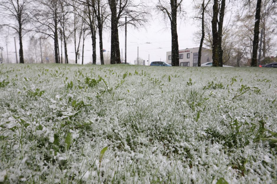 Orų šėlsmas pridarė daug bėdų: virtę medžiai trukdė eismui, aplamdė automobilius