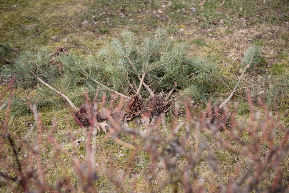 Kaimynų kovos: kuriamas grožis tapo ambicijų mūšio lauku