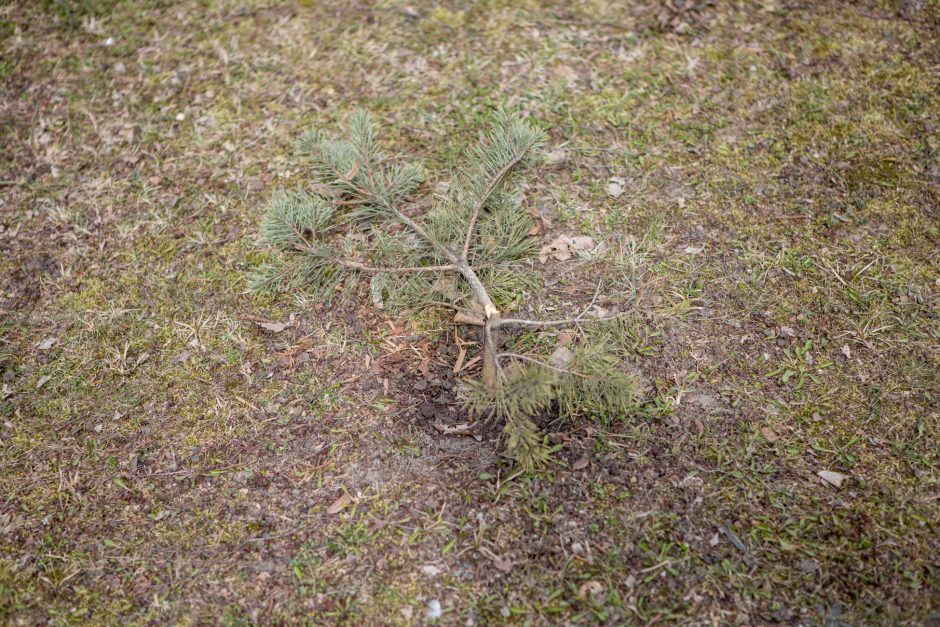 Kaimynų kovos: kuriamas grožis tapo ambicijų mūšio lauku