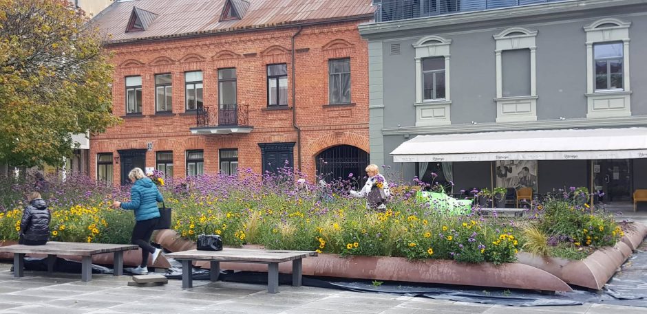 Nekasdienis vaizdas: savivaldybės gėlynas pražydo kaunietėmis 