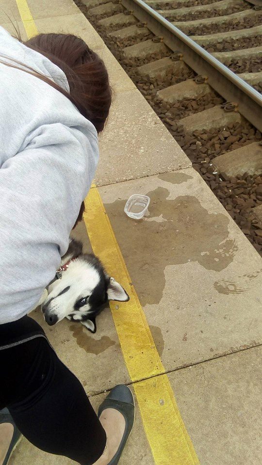 Žiaurus traukinio konduktoriaus poelgis: šunį išmetė ir paliko likimo valiai