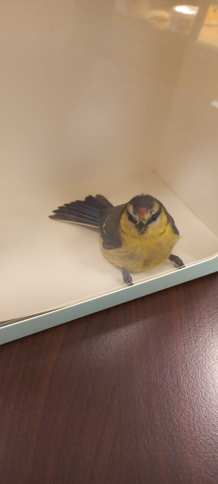 Į parduotuvę Šilainiuose atklydo paukštelis: ornitologas patarė, ką daryti