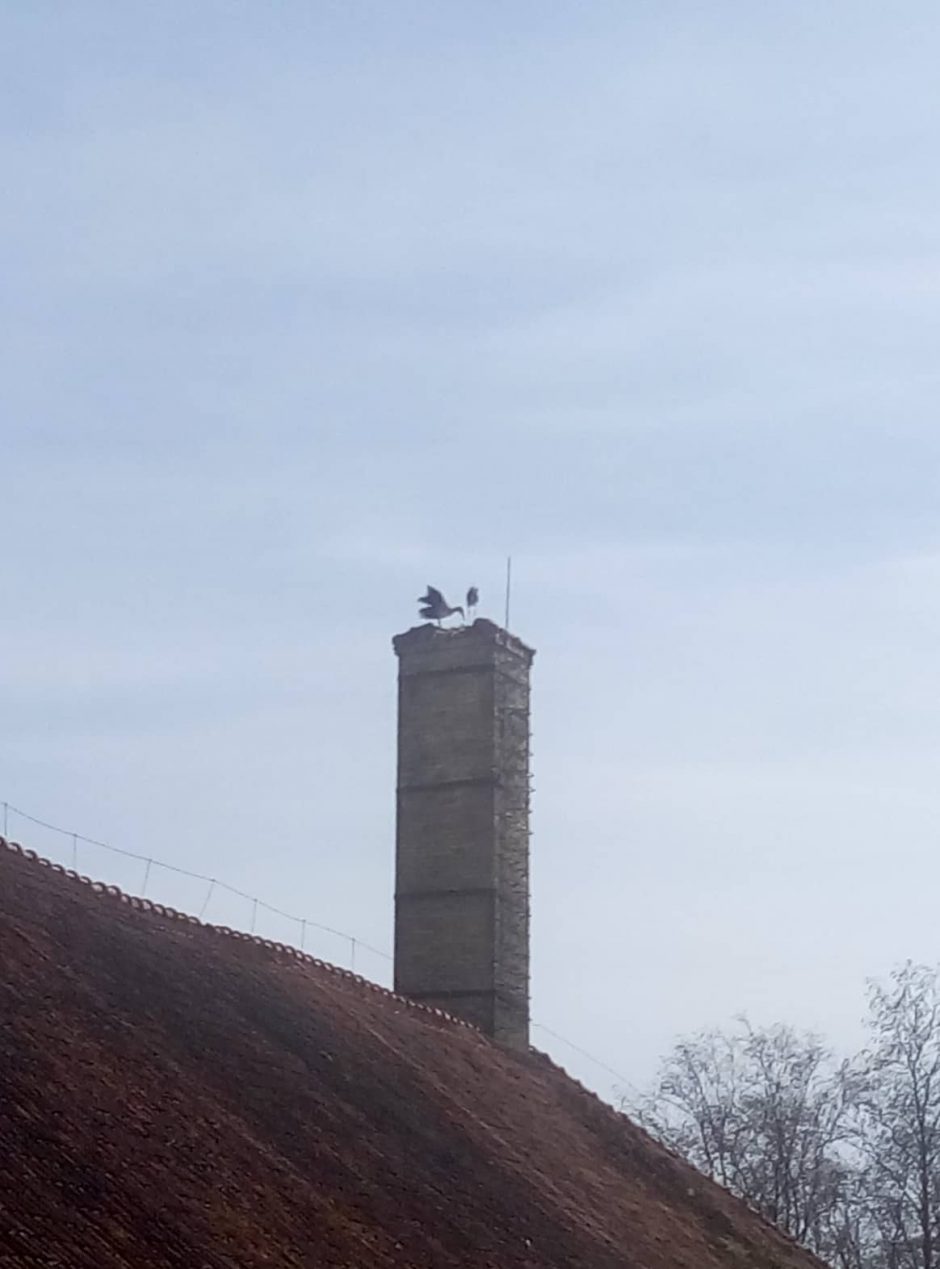 Sunerimo dėl gandralizdžio: išardė iškart po gandrų sugrįžtuvių?