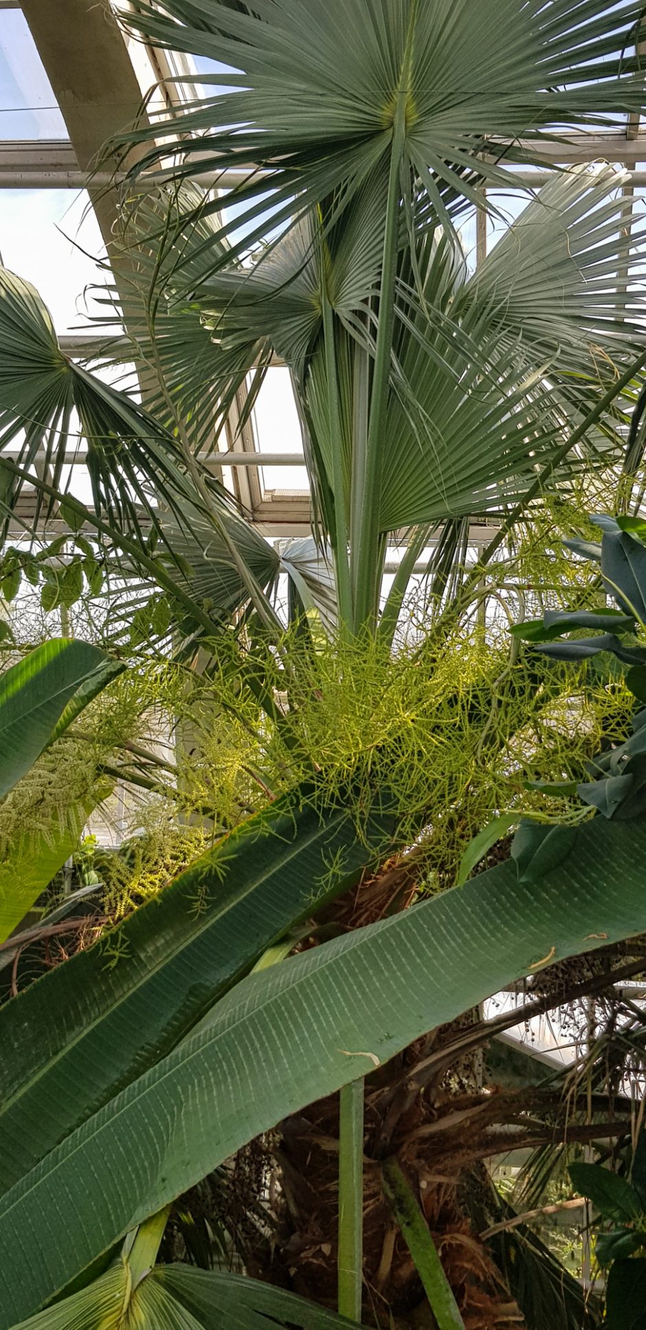 Botanikos sode lankytojus pasitinka pražydusi aukščiausia Lietuvoje palmė