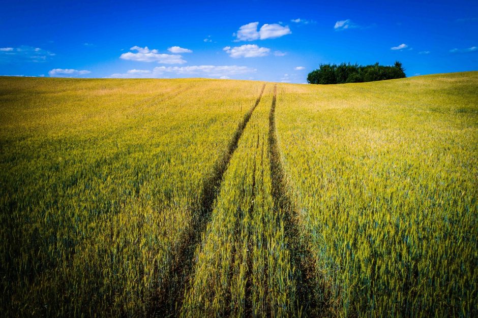 Klimatologai jau stebi stichinę sausrą – ūkininkai griebiasi už galvų