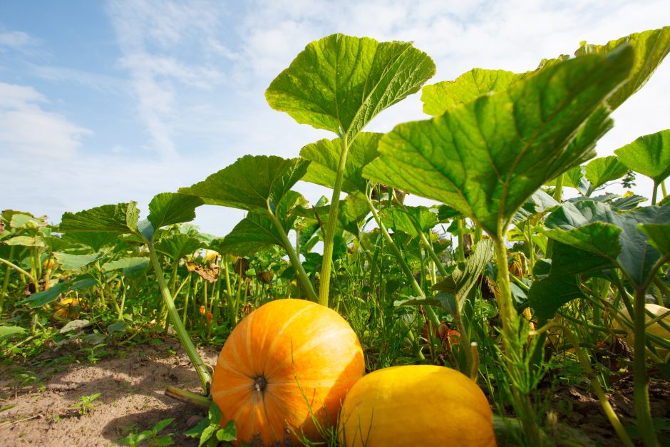 Nuo ūkio iki stalo: modernūs ūkiai mažina pesticidų ir trąšų naudojimą