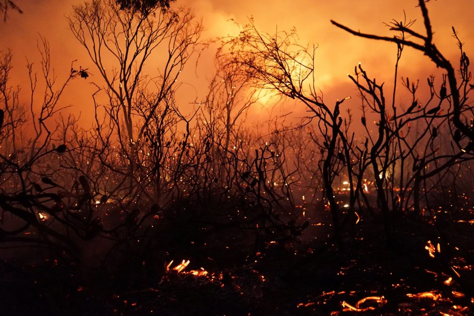 Australijoje per krūmynų gaisrą galimai žuvo šimtai koalų