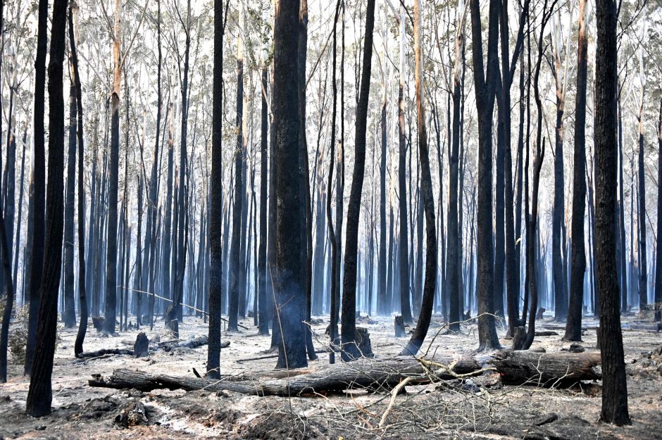 Sidnėjui iškilęs „katastrofinis“ gamtinių gaisrų pavojus