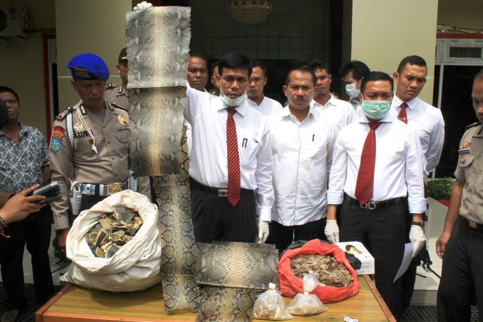 Indonezijos policijos laimikis – tigro kailis ir elnių genitalijos