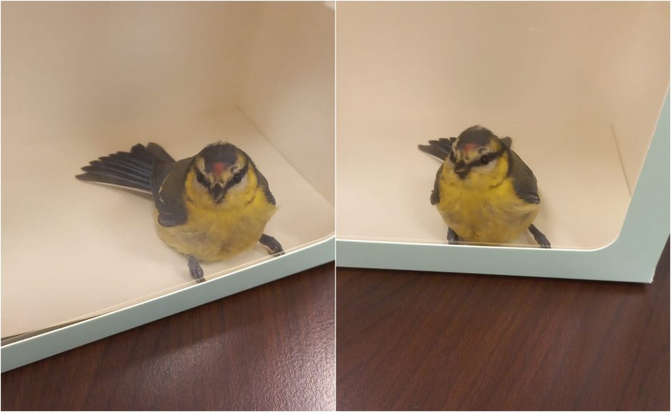 Į parduotuvę Šilainiuose atklydo paukštelis: ornitologas patarė, ką daryti