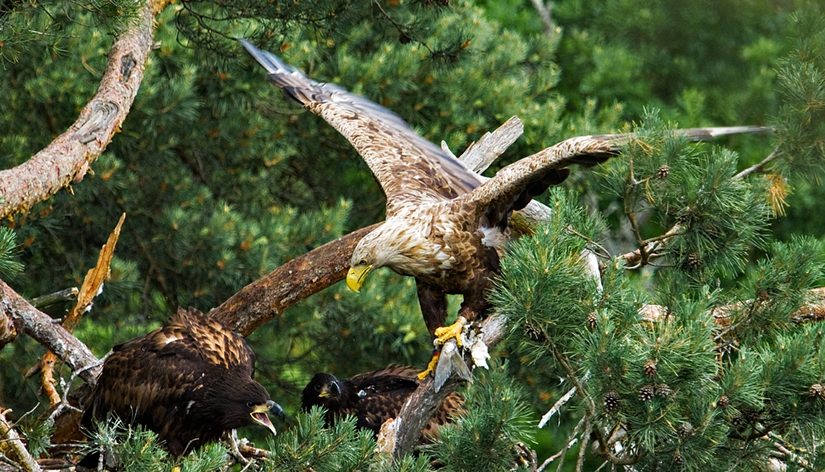 „Sengirė“ sužavėjo žinomą amerikiečių gamtos fotografą