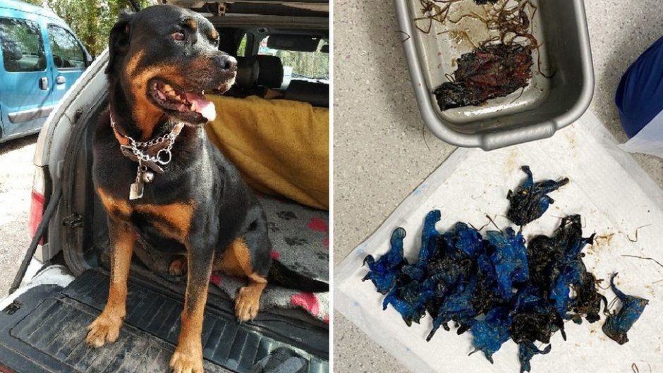 Radinys šuns skrandyje nustebino veterinarus