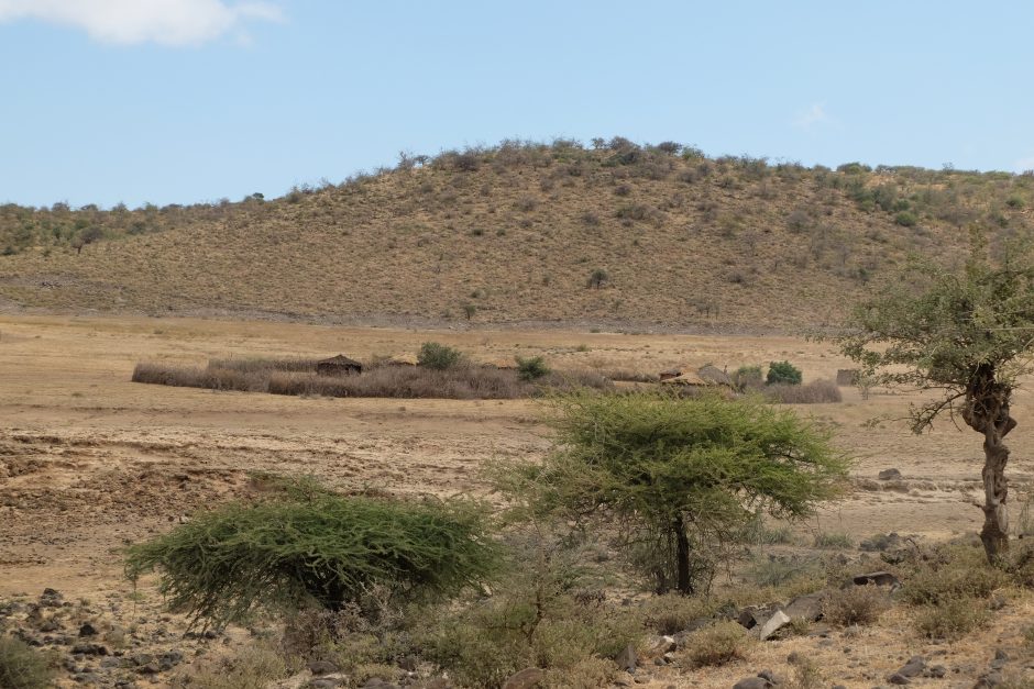 Svečiuose pas masajus: kiek karvių kainuoja baltoji moteris