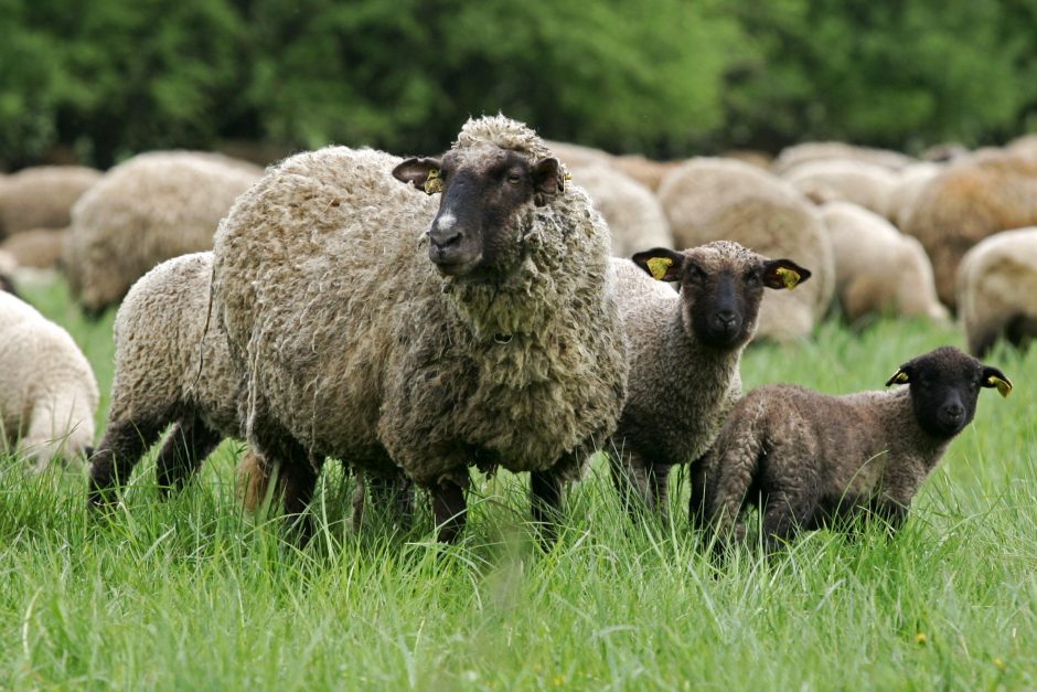 Šalia Merkinės esančioje Nemuno saloje kraštovaizdžiu rūpinsis 42 avys