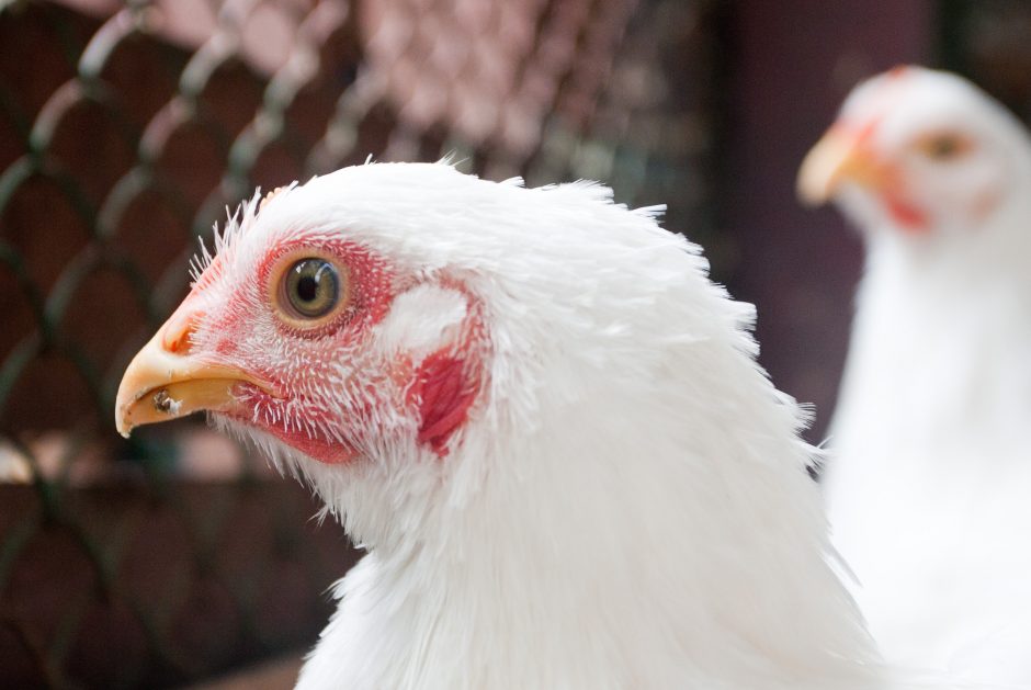 Ieškomi Telšių rajone pavogti naminiai paukščiai