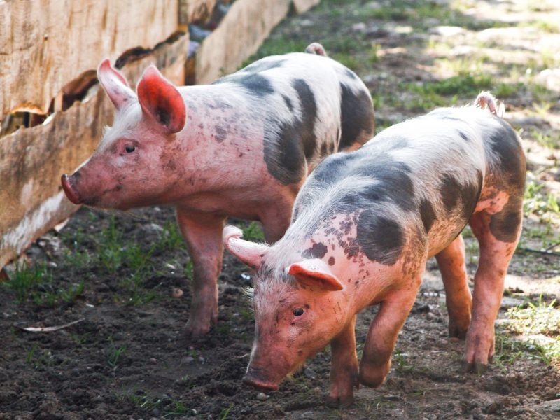 Maras aukų nesirenka: naminių kiaulių gaištamumas – 100 proc.