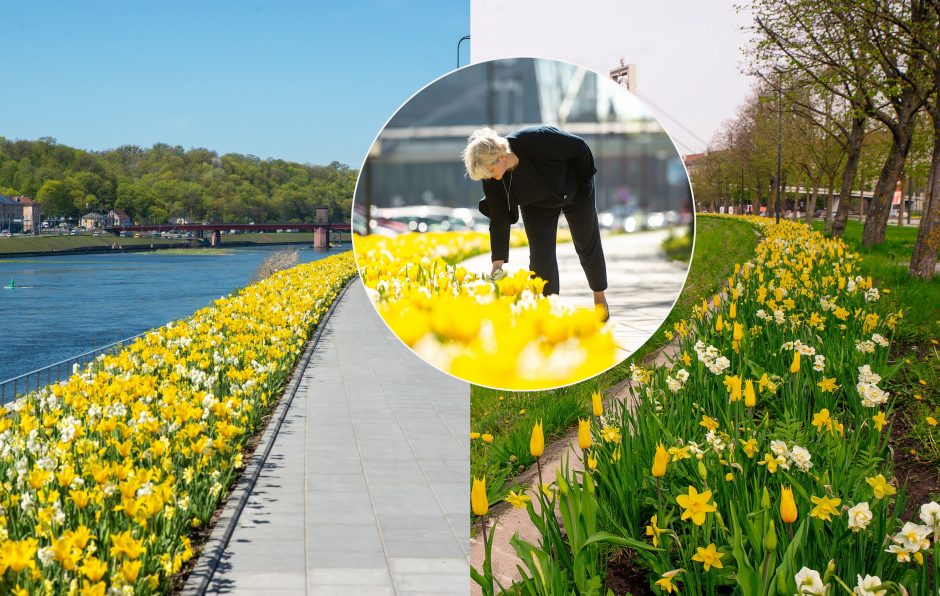 Kaunas pasirūpino ryškiu fonu asmenukėms: miestą papuošė tūkstančiai įvairiaspalvių gėlių