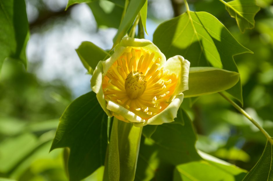 Botanikos sode didžiuliais geltonais žiedais puošiasi tulpmedis