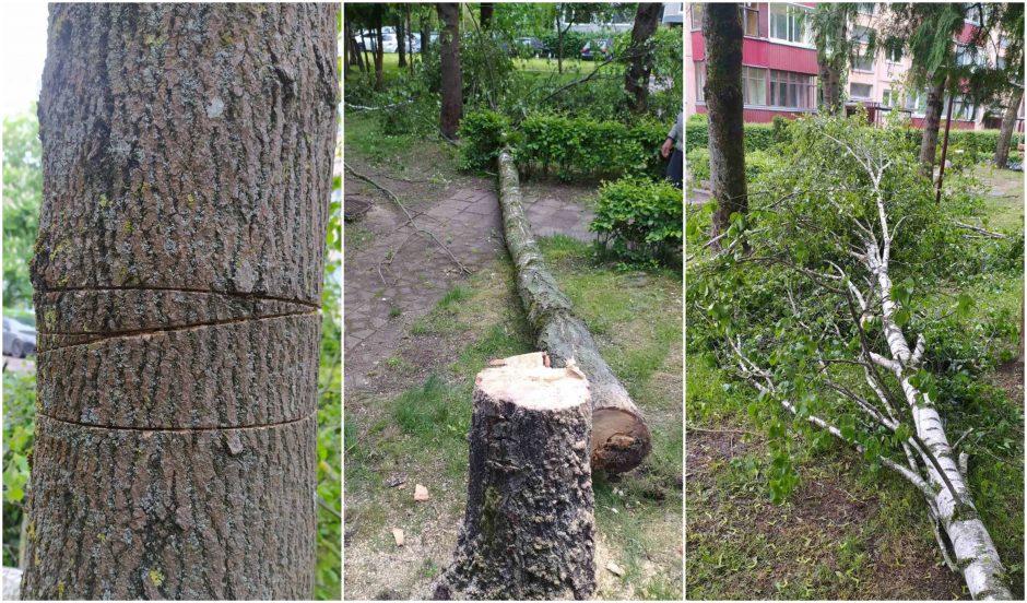 Brutaliu būdu bandoma atsikratyti senais medžiais: į žievę įkalami pleištai, kad greičiau nudžiūtų