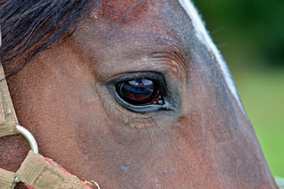Teismas neatėmė arklių iš ūkininko, kaltinto jų kankinimu