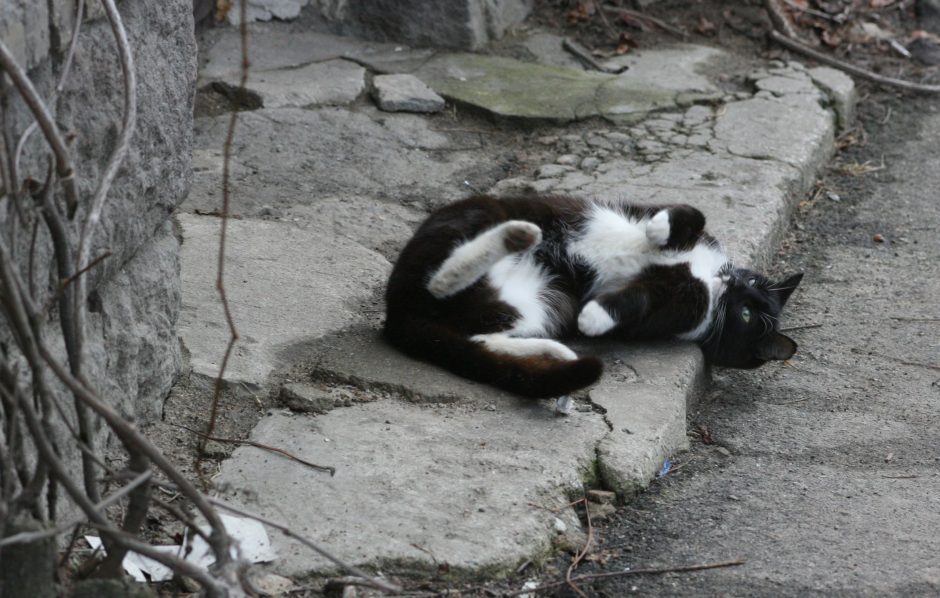 Policija ieško pakruojiškio, namo kieme nušovusio katiną