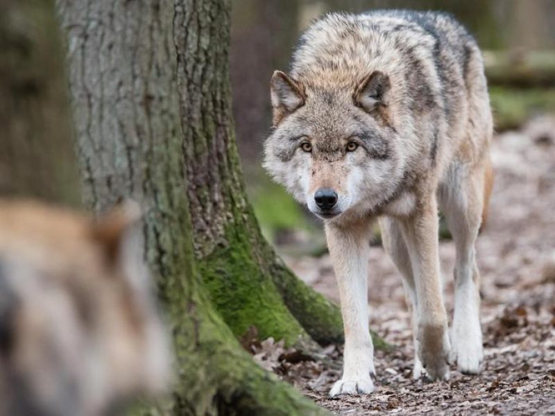 Parlamentaras: vilkų padarytą žalą turėtų atlyginti Aplinkos ministerija