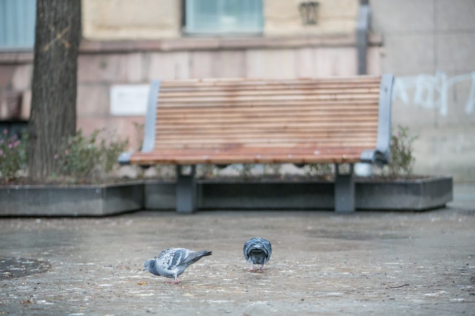 Varnų migracija: teršia Laisvės alėją, o maitintis skrenda į Kauno rajoną