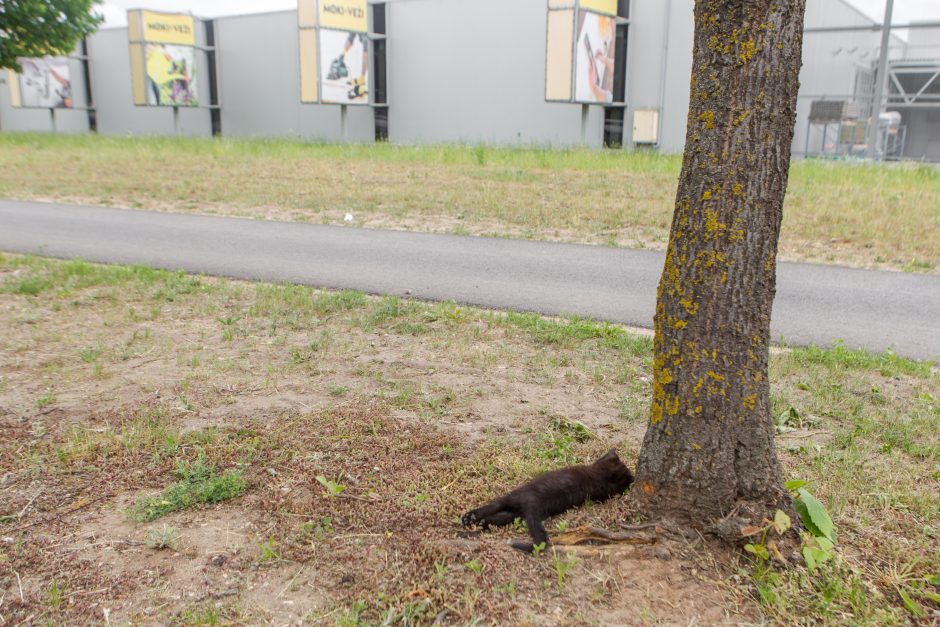 Internete liejasi apmaudas: judrioje Kauno gatvėje kačiukus sutraiškė mašinos