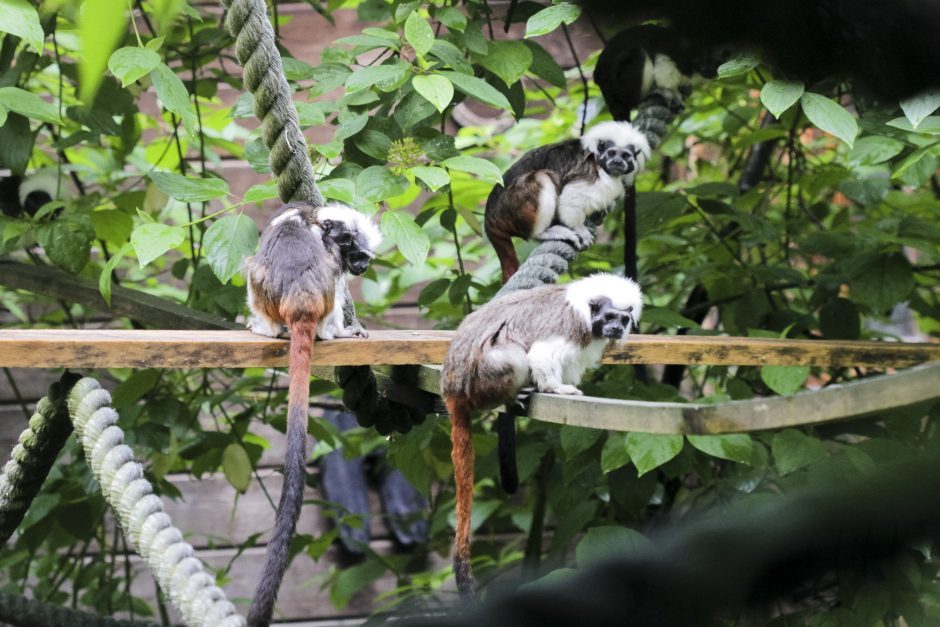Zoologijos sodui leista laikyti invazinius gyvūnus: yra privalomų sąlygų