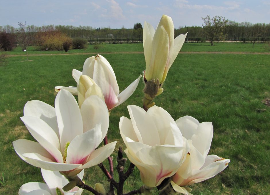 Dubravos arboretume skleidžiasi magnolijų žiedai