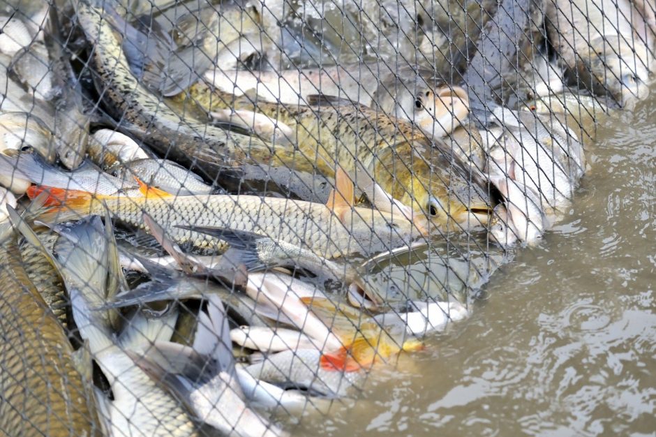 Akcijos „Lašiša 2019“ reidas: pakaunėje įkliuvo du nelegaliai tinklu žvejoję vyrai