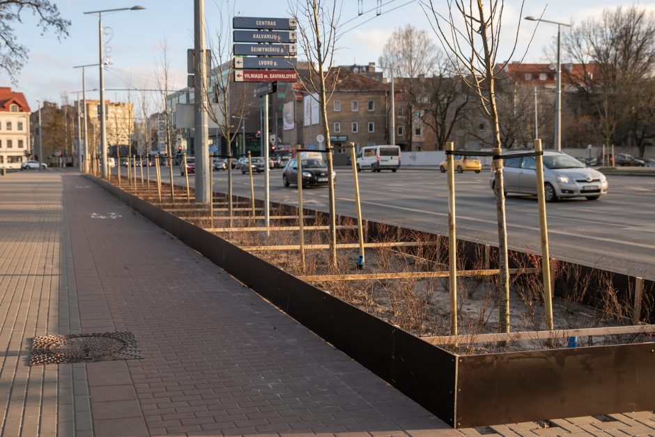 Vilniaus medžius nuo žalingo druskų poveikio vėl saugos aptvėrimai