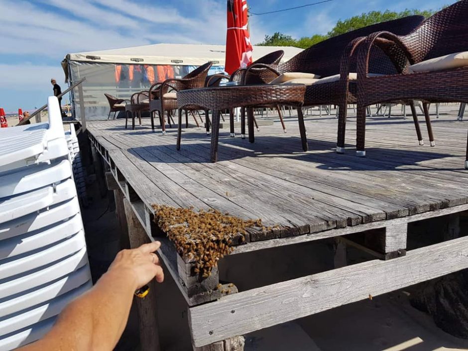 Klaipėdos paplūdimiuose – bičių ataka