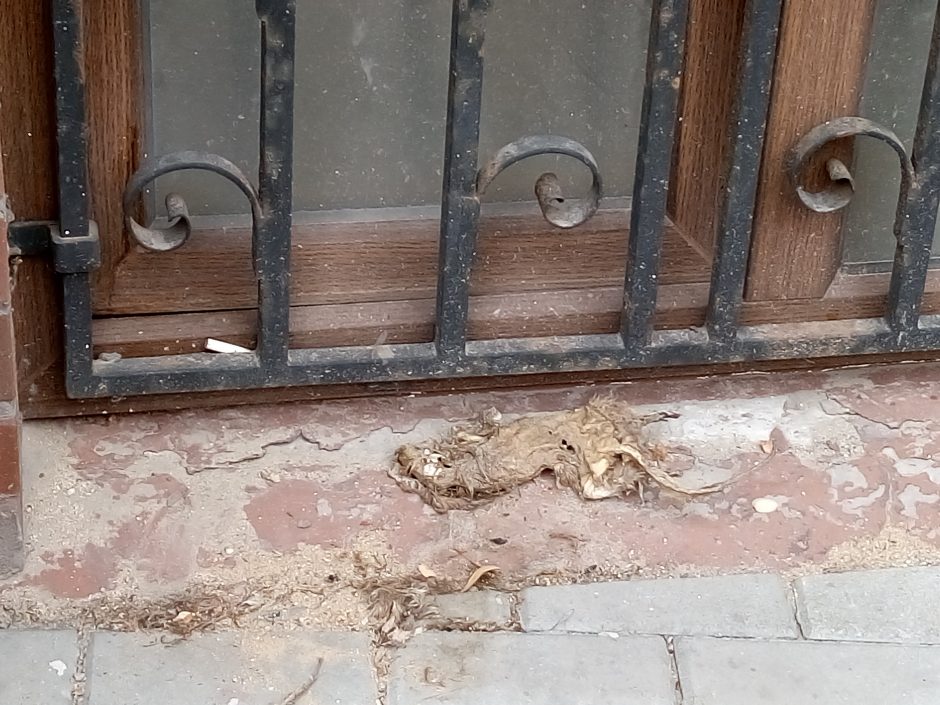 Klaipėdos miesto centre – negyva žiurkė