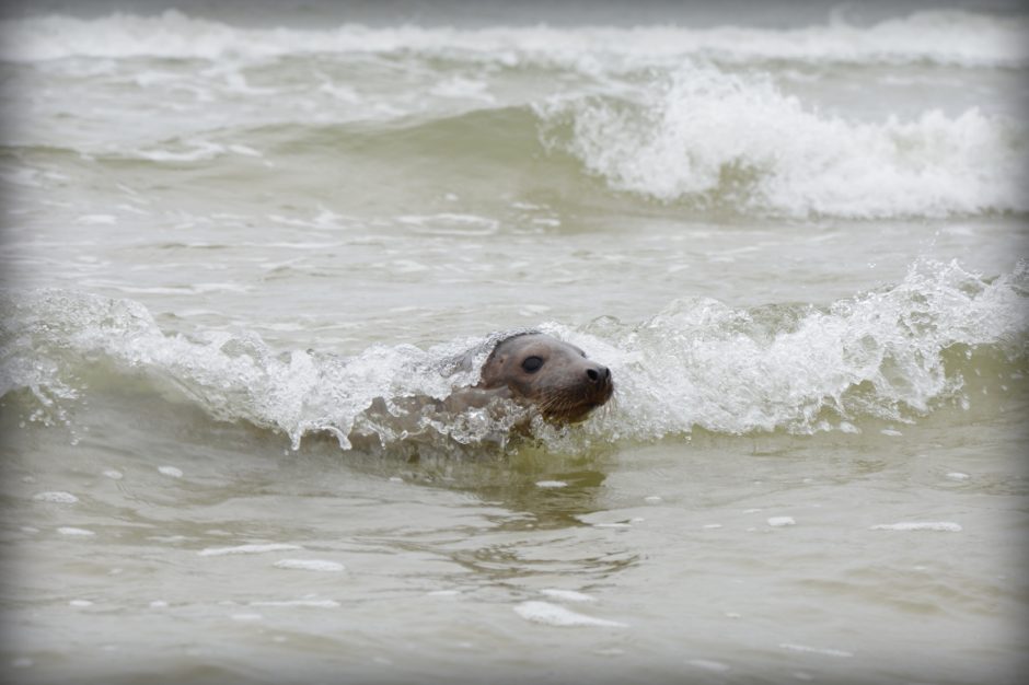 Jūrų muziejus Baltijos jūrai grąžino dešimt ruoniukų