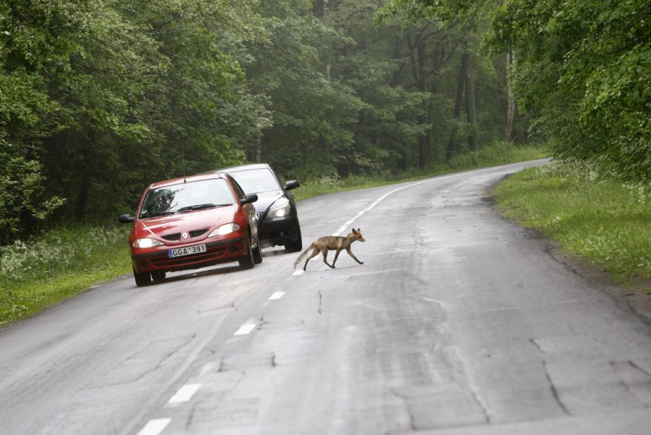 Vairuotojų dėmesį blaško lapės