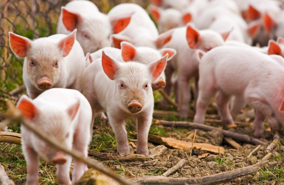 Dėl kiaulių maro protrūkio Seulas imasi griežtų prevencijos priemonių