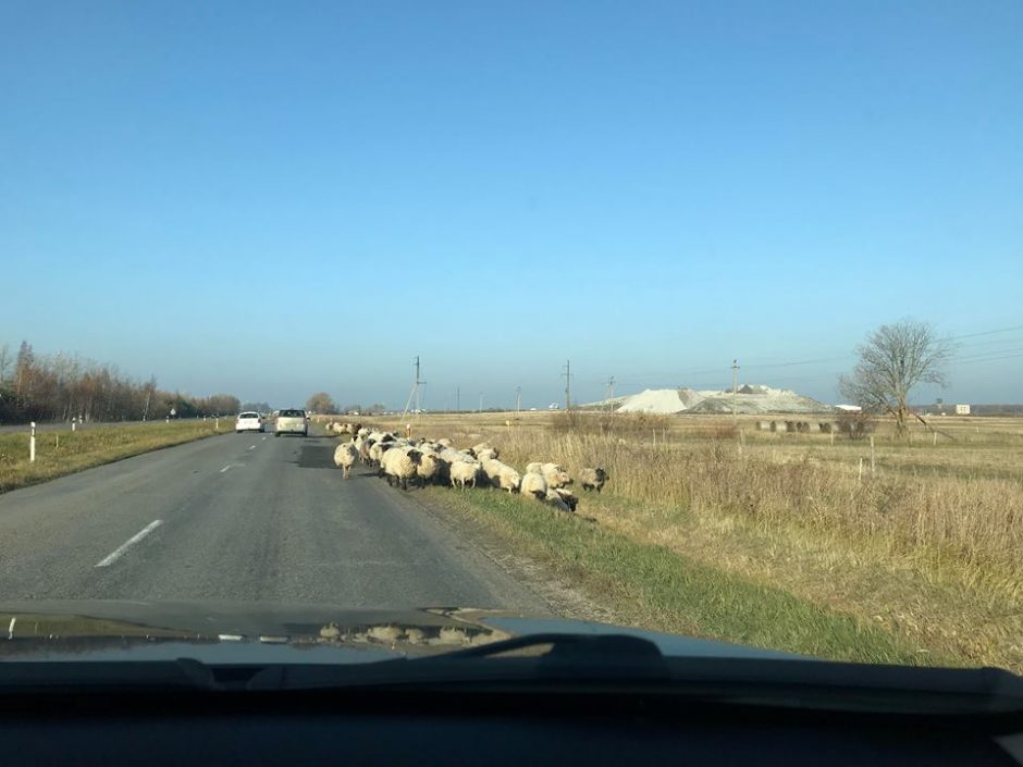 Vairuotojai pasipiktinę: Dituvos kelyje – avių banda
