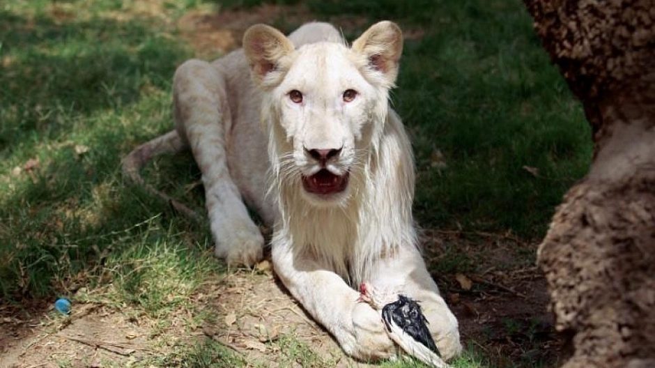 Klaipėdos zoologijos sode – baltieji liūtai