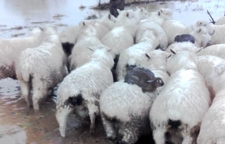 Triušiai nuo potvynio gelbėjosi ant avių nugarų